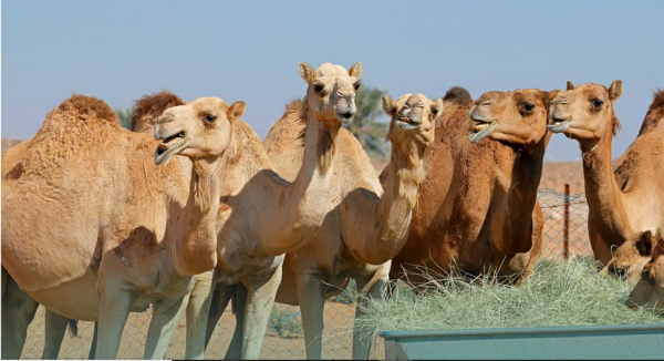 #النيابة_العامة: يُحظر ترك الحيوانات في غير المكان المخصص لها أو تركها مهملة