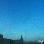 جراد الرياض قادم من المناطق الشمالية 