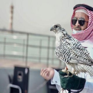 شاهد عرض الصقور ضمن فعاليات صيف البشاير