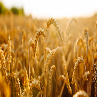 "البيئة" تفتح باب التقديم للجنة منتجي البذور للدورة الثامنة -