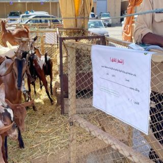 زراعة عسير: تغلق 53 حظيرة مخالفة وإزالة 11 أخرى بسوق المواشي بأبها