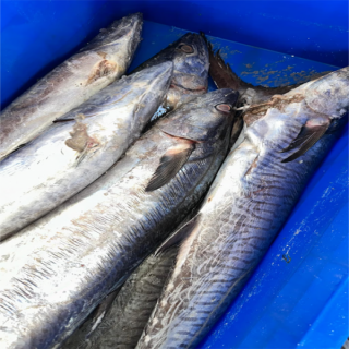 في #جازان ضبط 403 كيلوغرامات من الأسماك الفاسدة