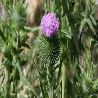 عسير تزدهر بأكثر من 165 نوعًا من النباتات المحلية