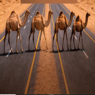 هيئة الطرق توصي مُلَّاك الإبل بتنسيق عبور الطرق غير المسيجة