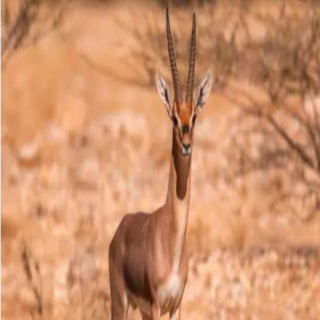 الحياة الفطرية يُطلق 124 كائنًا فطريًا مهددًا بالانقراض