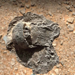 في العُلاء ..اكتشاف علمي لأحافير نادرة تعود إلى 465 مليون سنة