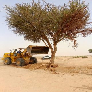 أمانة القصيم تعيد زراعة شجرتي طلح  بمركز الظاهرية بعد تأثرهما بالعوامل الجوية