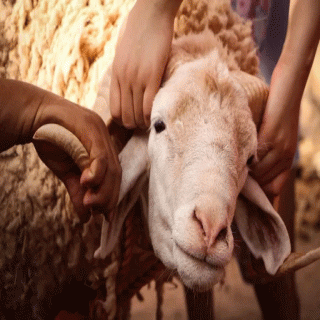 البيئة خمس علامات تعزّز جودة لحوم الأضاحي وتحمي الصحة العامة