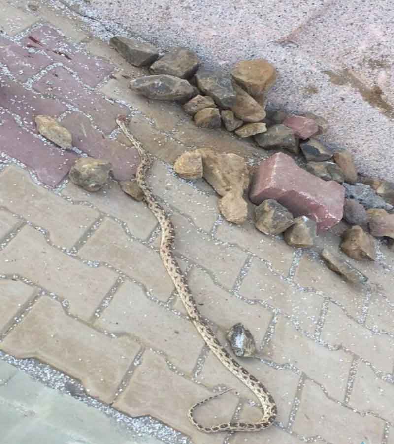  أحد الثعابين الذي تم قتله من قبل منسوبات المدرسة